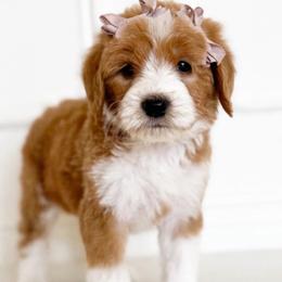 LUPINE - Parti male Goldendoodle puppy in Independence, Oregon from ANKENY DOODLES