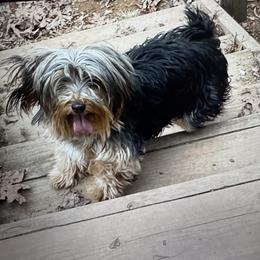 Prettiest - Yorkshire Terrier