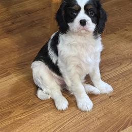 Cavalier King Charles Spaniel Puppies from Queen City Cavaliers