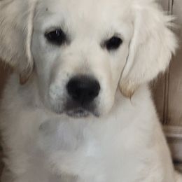 Cavapoo, Goldendoodle, and Golden Retriever Puppies from SoléLuna Golden Retrievers