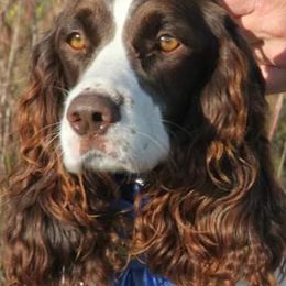 English Springer Spaniels from JWT Heavenly Springers