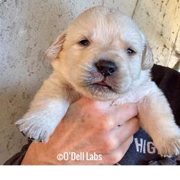 Boy 4 - Yellow male Labrador Retriever puppy in Sullivan, Missouri from O’Dell Labs