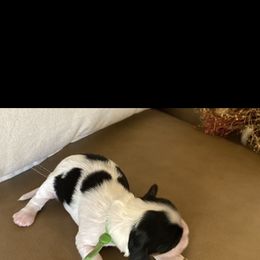 Cocker Spaniel Puppies from Scott & Lada’s Pups