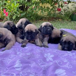 Mastiff Puppies from Treasure Coast Mastiffs