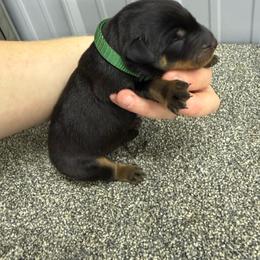 Green - Black and rust male Beauceron puppy in Floyd’s Knobs, Indiana from Birdwing Beaucerons