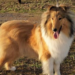 Collie puppies from Liberty Collies