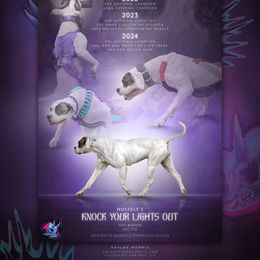 Shiner - American Bulldog
