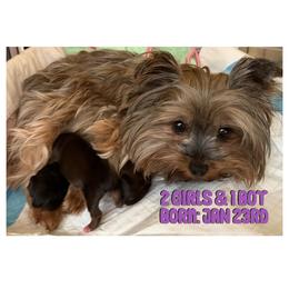 Yorkshire Terrier puppies from Yorkie Wonderlands
