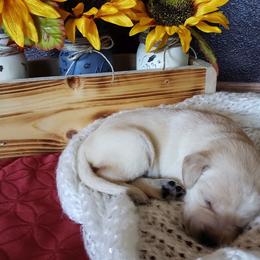 Labrador Retriever Puppies from Carter's Pointing Labs