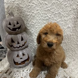 Green - Red  male Goldendoodle puppy in Savannah, Georgia from PurdyDoodles