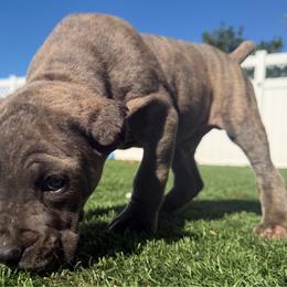 Black collar Male - Gray brindle male Cane Corso puppy in St. Augustine, Florida from RG2 Cane Corsos