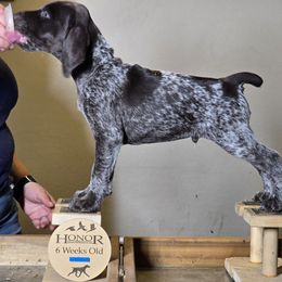 Crumbl - German Shorthaired Pointer puppy from Honor German Shorthaired Pointers