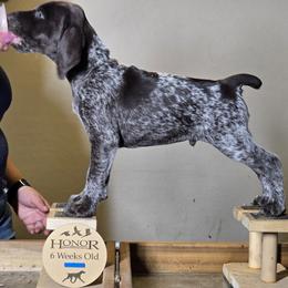 Crumbl - German Shorthaired Pointer puppy from Honor German Shorthaired Pointers