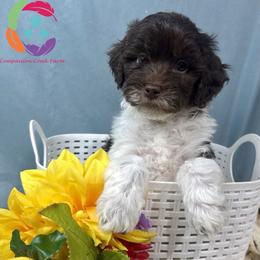 Omaha - Parti female Labradoodle puppy in Bowman, Georgia from Companion Creek Farm