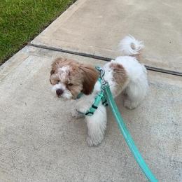 Cockapoo, Goldendoodle, and Shihpoo Puppies from Boutique Doodles