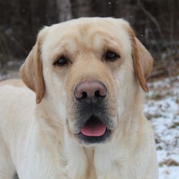 Odin - Labrador Retriever