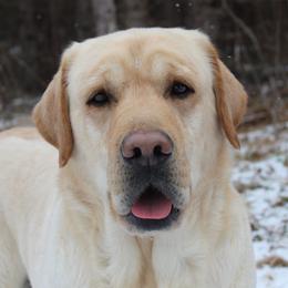 Odin - Labrador Retriever