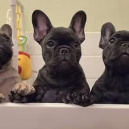 French Bulldog Puppies from Reds Frenchies