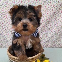 Boomer - Blue and gold male Yorkshire Terrier puppy in Monticello, Iowa from Ashley’s Puppies