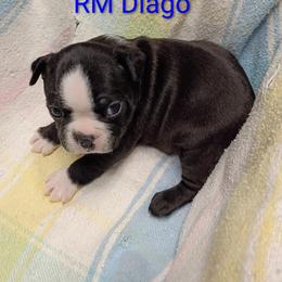 Gizmo  . - Black and white male Boston Terrier puppy in Mesa, Arizona from Lehi Valley Boston Terriers
