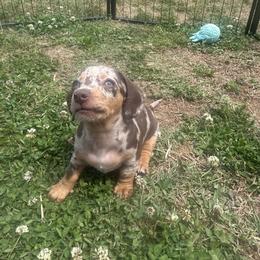 Dachshund Puppies from Dapper Doxies