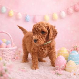Celine - Red  female Goldendoodle puppy in Covington, Louisiana from MyKy Puppies