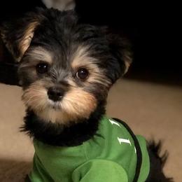 Maltese and Morkie Puppies from Heavenly Paws