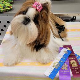Stella - Shih Tzu