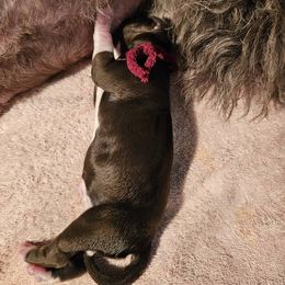 Harvest - Brown and white female Portuguese Water Dog puppy in Beverly Hills, Florida from Allegiance Portuguese Water Dogs