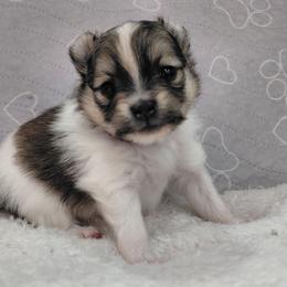 Cheeka - Orange parti female Pomeranian puppy in Linwood, North Carolina from My Tiny Paws