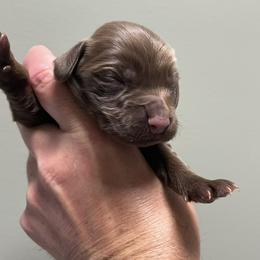 Girl 1 - female English Cocker Spaniel puppy in Stokesdale, North Carolina from Belews Creek Gundogs