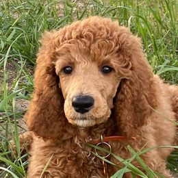 Poodles from Wolf Standard Poodles