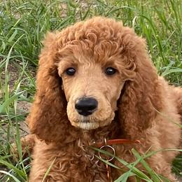 Poodles from Wolf Standard Poodles