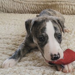 Pooh - Fawn brindle Whippet puppy in Port Richey, Florida from Highlander Whippets