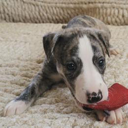 Pooh - Fawn brindle Whippet puppy in Port Richey, Florida from Highlander Whippets