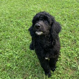 Oakley - Black male Poodle puppy in Cumming, Georgia from Wagnarok Poodles