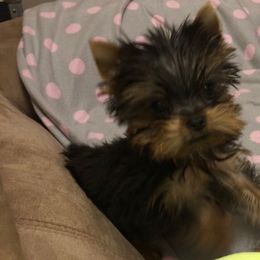 Yorkshire Terriers from Yorkie Perfection