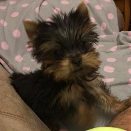 Yorkshire Terriers from Yorkie Perfection