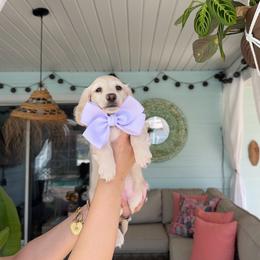 Clover - Cream female Dachshund puppy in Summerfield, Florida from Dachshundly Perfect