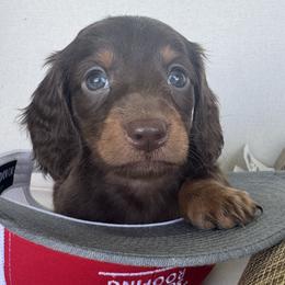 Richie Rich - Chocolate male Dachshund puppy in Bentonville, Arkansas from T & D Dachshunds by design