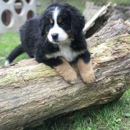 Bernese Mountain Dog Puppies from Must B Buffalo Berners