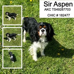 Aspen - Cavalier King Charles Spaniel