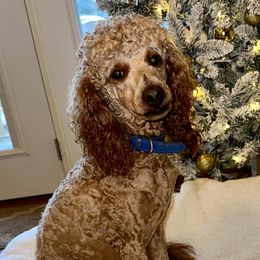 Bo - Poodle