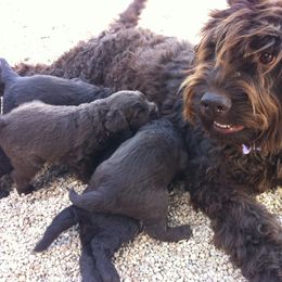 Australian Labradoodle Puppies from Texas Labradoodles