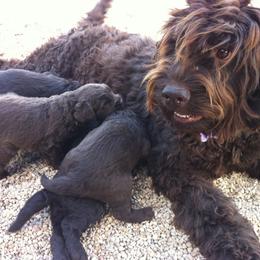 Australian Labradoodle Puppies from Texas Labradoodles