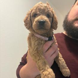 Rhaenyra - Apricot female Goldendoodle puppy in Richmond, Texas from Harper’s Heartbeats