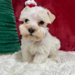 Fendi - White male Miniature Schnauzer puppy in Lufkin, Texas from C&K’s Schnauzer House