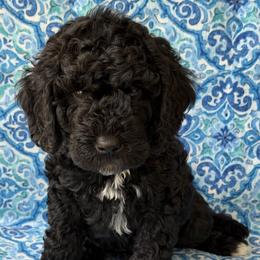 Poppy - Black male Australian Labradoodle puppy in Washington, North Carolina from Pamlico Labradoodles