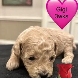 Gigi - Cream female Poodle puppy in Mineral Wells, Texas from S.H.A.R.P.’s Toy Poodles