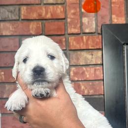 Girl 5 - Light golden female Golden Retriever puppy in Roca, Nebraska from Oak Haven Goldens